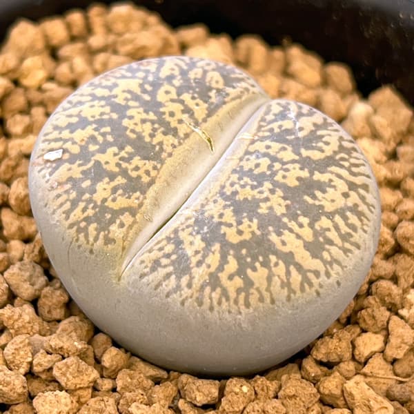 観葉植物/リトープス：キンバリーフォーム 2.5号鉢植え