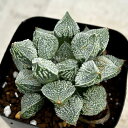 観葉植物/ハオルチア:エンジェル(グリーンウッディ交配特選) 2.5号スクエア鉢