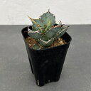 観葉植物/アガベ:チタノタ 黒サイ 3号