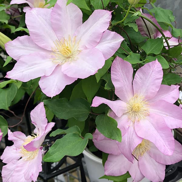 クレマチスの苗/クレマチス：アブキ（阿吹）5号ポット／ボサタイプ（パテンス系）