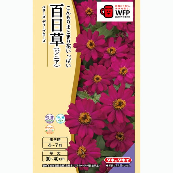 百日草（ジニア）：ベリーズ ディープローズ（一重）[タキイ 花タネ]