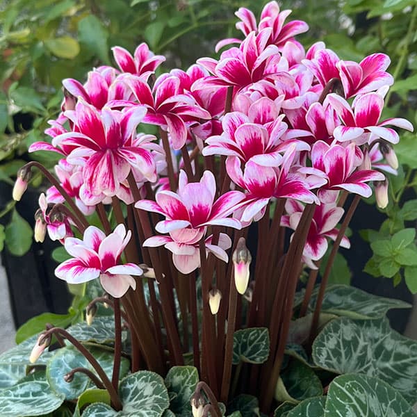 シクラメン：チモ ピコティ多花性小輪100輪咲き（仮称）4号鉢植え