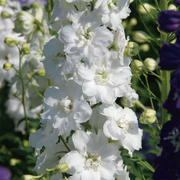 ��֤���/�ǥ�ե��˥��ࡧ���֥륤�Υ���3.5��ݥå�