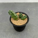 観葉植物/サボテン:エキノセレウス モモタロウ(桃太郎) 3号鉢植え