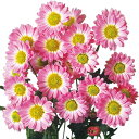 草花の苗/寒菊変わり菊:プランタン(桃系)2.5号ポット