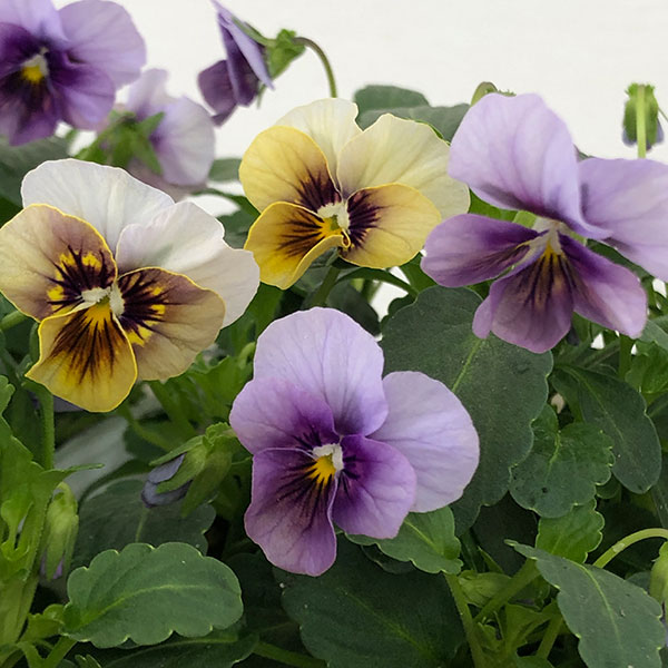 草花の苗/ビオラ：藍月（あいづき）3.5号ポットのサムネイル