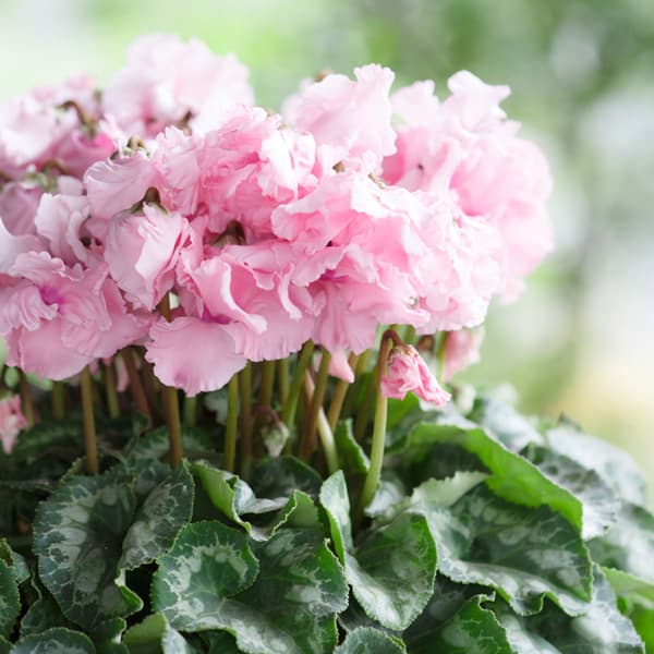 シクラメン：アンシャンテ4号鉢