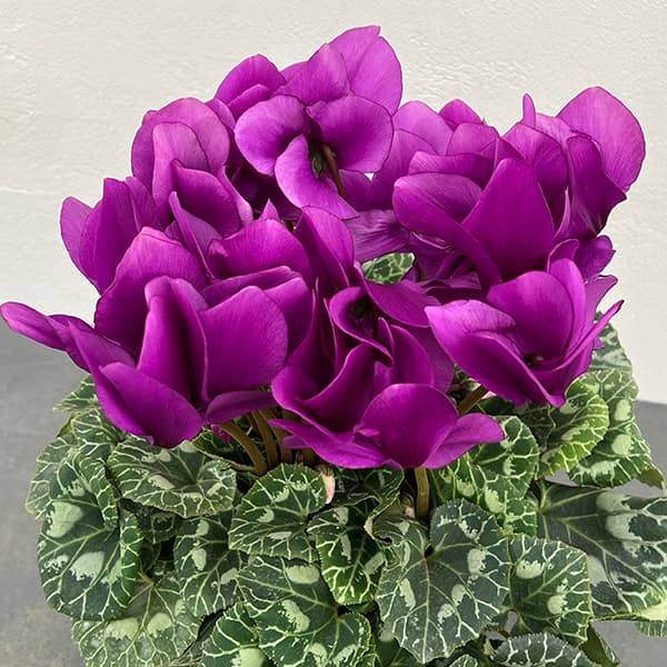 シクラメン：アンティラオ シィファー5号鉢植え