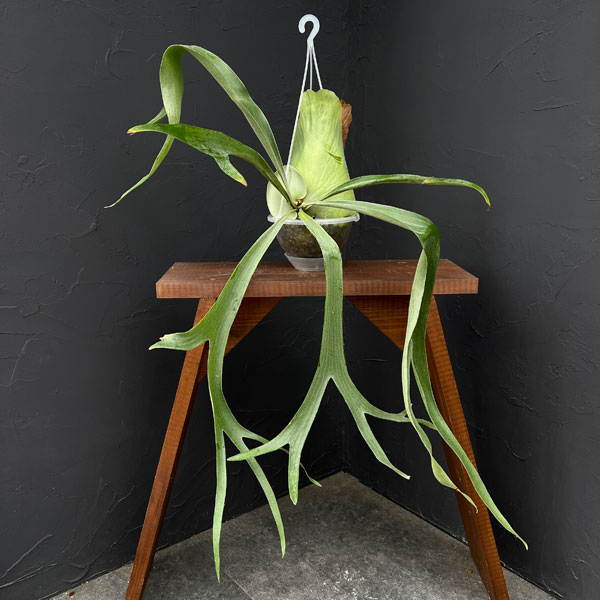 観葉植物/ビカクシダ：サンサイビュ...