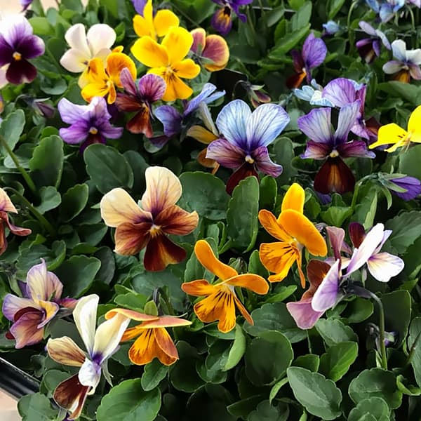 草花の苗/ビオラ：アマゾネス3-3.5号ポット 3株セットのサムネイル