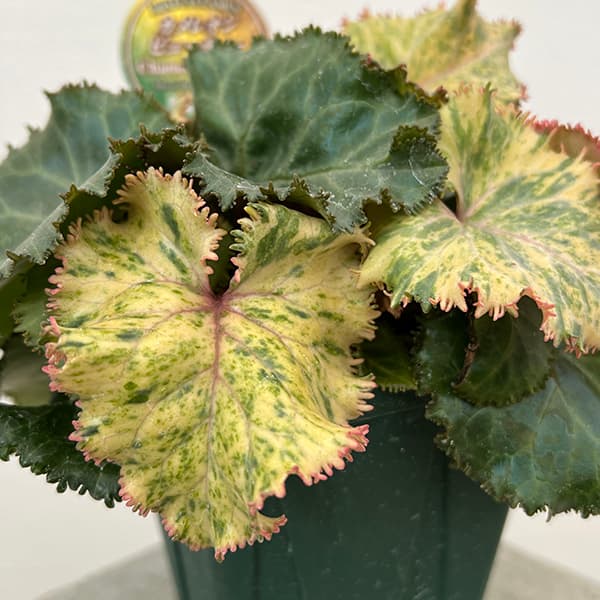 草花の苗/シクラメン：カメレオンビューティ【24-02】3.5号ポットのサムネイル