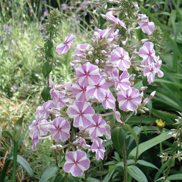 草花の苗/フロックス：ペパーミントツイスト3号ポット