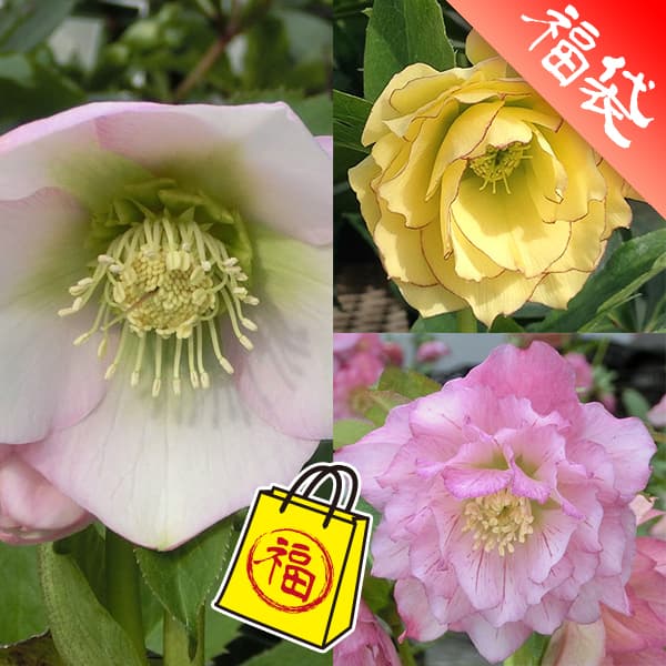 クリスマスローズ：赤塚植物園の3種セット／うすぎぬ・陽光・手毬のサムネイル