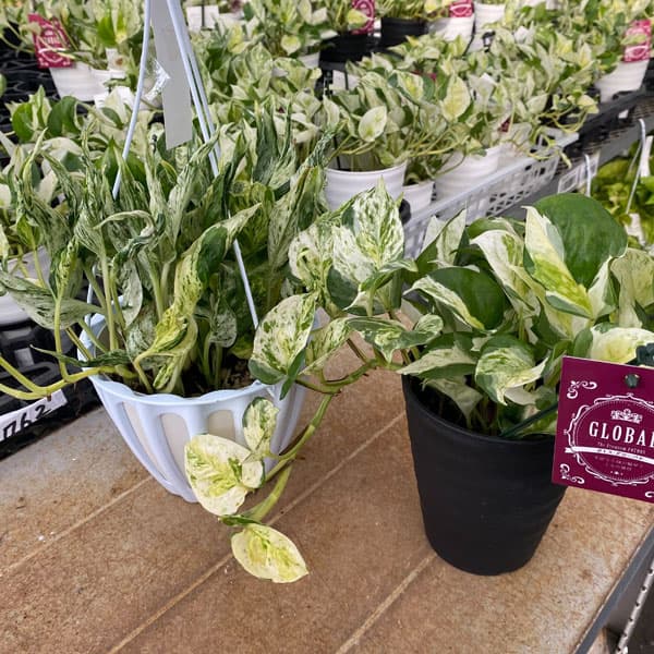 観葉植物/人気のポトスセット（テルノラブソング＆グローバル）のサムネイル