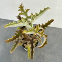 観葉植物/カランコエ:ベンハレンシス 4号硬質ポット