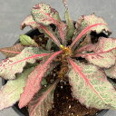 観葉植物/ユーフォルビア:フランコイシー 5号25-05