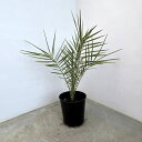 観葉植物/ヤシの仲間:ナツメヤシ7号ポット