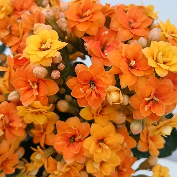 楽天市場】カランコエ オレンジの通販