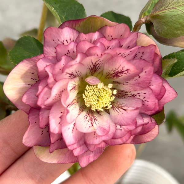 松村ナーセリーさんのクリスマスローズ：25-57ダブル5号ポット（開花〜咲き進み株）のサムネイル