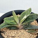 観葉植物/ガステリア:リトルワーティー 3号鉢植え