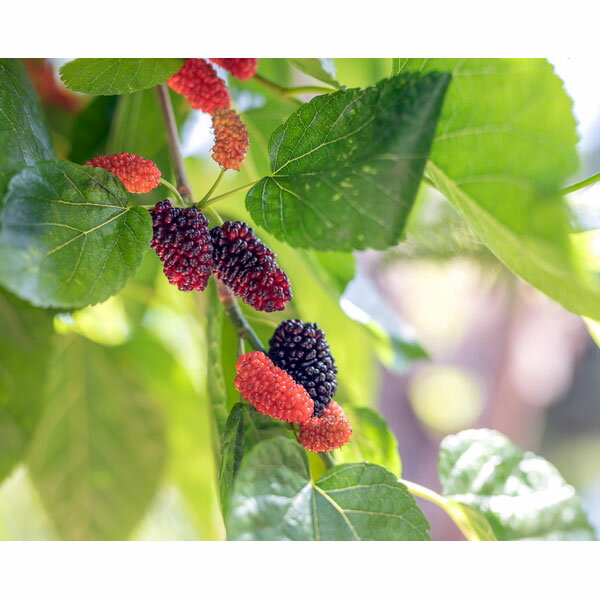 果樹の苗/マルベリー（桑）：カタネオ3号ポット