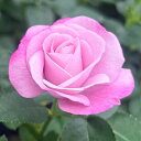 四季咲中輪バラ:乙女心(おとめごころ)4号鉢植え