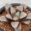 観葉植物/ハオルチア:紫水晶スプリング 3号鉢植え