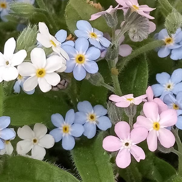 草花の苗/ワスレナグサ：ベラミーシリーズ 花色ミックス植え4.5号鉢植え