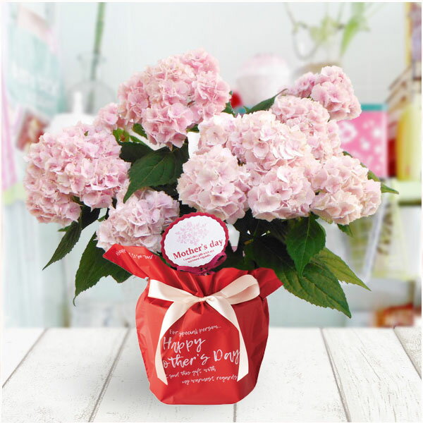 紫陽花 伊予獅子てまり [送料無料][2026年 母の日ギフト][予約]ヤマアジサイ 伊予獅子てまり 4号鉢植え[あじさい 母の日プレゼント]