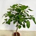 観葉植物/フィカス:ランフィー(ルンフィー)8号鉢植え