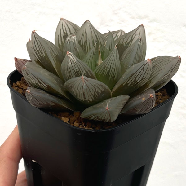 観葉植物/ハオルチア：シンビパープル（NS1/1） 3号スクエア鉢