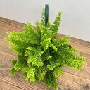 観葉植物/ネフロレピス:ペチコート 5号鉢植え