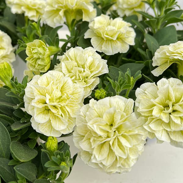 草花の苗/ペチュニア：ダブル エメ�