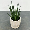 観葉植物/サンセベリア:バキュラリス 2.5号 白色陶器鉢入り
