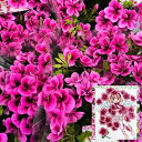 草花の苗/(わけあり特価)ペラルゴニウム:チャームエンジェル3.5号ポット