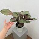 観葉植物/(わけあり特価)カラテア:シルバープレート 5号鉢植え