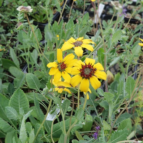 草花の苗/チョコレートデイジー3号ポット 6株セット