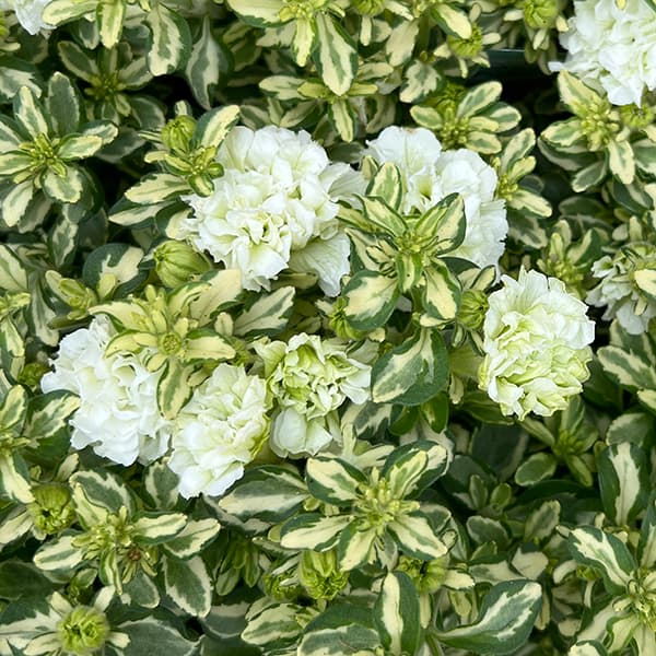 草花の苗/ペチュニア：ルアナフーカ3.5号ポット 6株セット