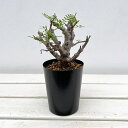 観葉植物/センナ:メリディオナリス 3号25-04