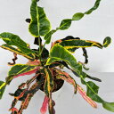 観葉植物/クロトン:sp.(細葉スクリュー系) 4号鉢植え