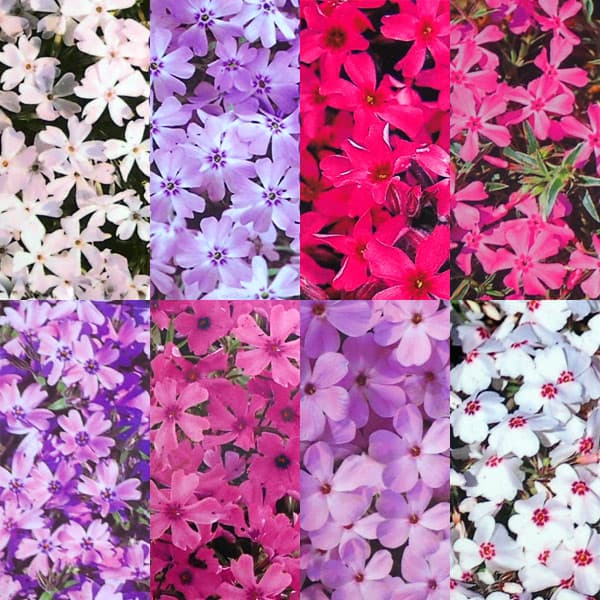 Rakuten - 芝桜（シバザクラ）：花色ミックス3号ポット 3株セット