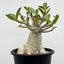 観葉植物/アデニウム:タコアシタイプ 4.5号鉢植え