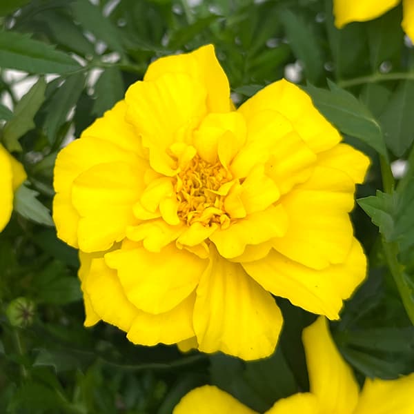 草花の苗/マリーゴールド：エンデュ...