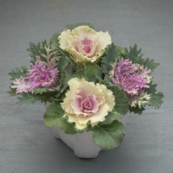 草花の苗/ハボタン：ラッフルバニラ＆フェザーホワイト4本仕立て3号ポットのサムネイル