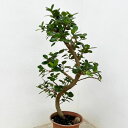 観葉植物/ガジュマル:パンダガジュマル(曲げ仕立て) 6号鉢植え
