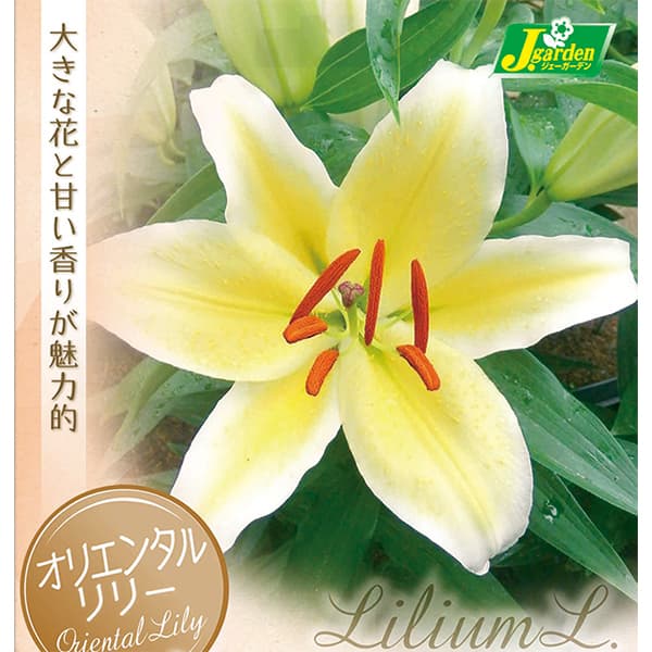 球根/ユリ：オリエンタルリリー　ネッソ1球