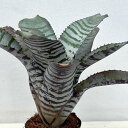 観葉植物/(わけあり特価)エクメア:チャンティニ ブラックアイス