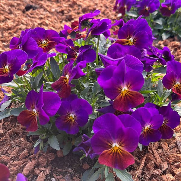 草花の苗/ビオラ：ももか　あかつき3-3.5号ポットのサムネイル