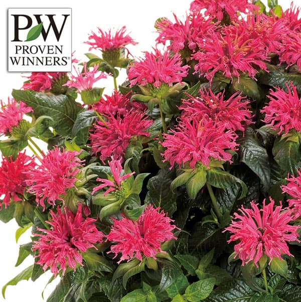 草花の苗/モナルダ：フォーグ　ローズ16cmポットのサムネイル