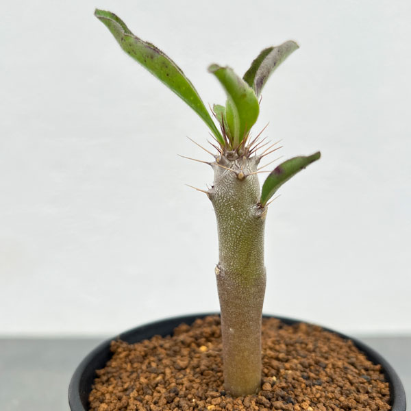 観葉植物/パキポディウム：サンデルシー 3号鉢植え